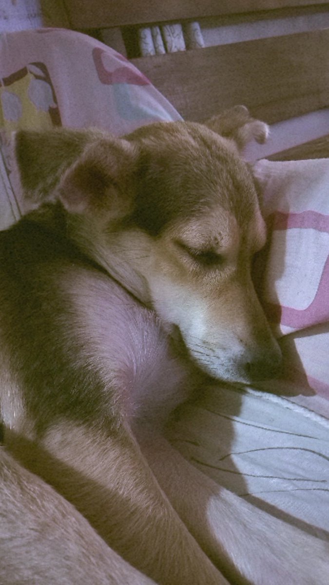 leiannaebora's tweet photo. will always be forever in my heart, our little angel🐶🤎 https://t.co/g8yMtuJY6K