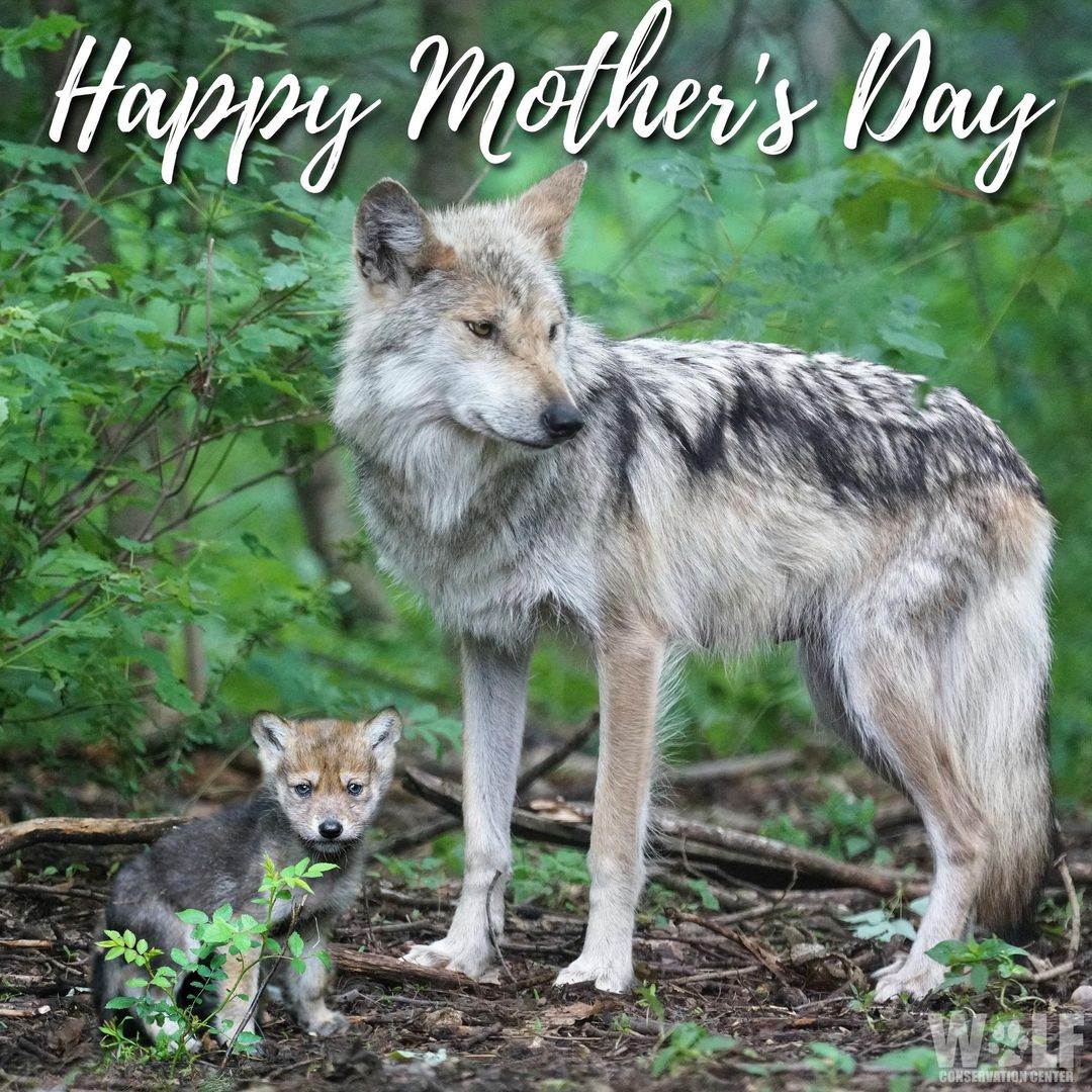 nywolforg's tweet image. Happy Mother's Day to all the fierce and loving moms out there 🐺