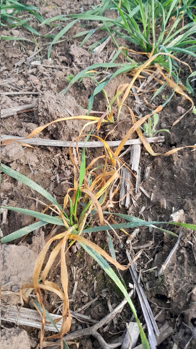 Anyone got an idea what is doing this. Whatever it is, it is killing the roots.