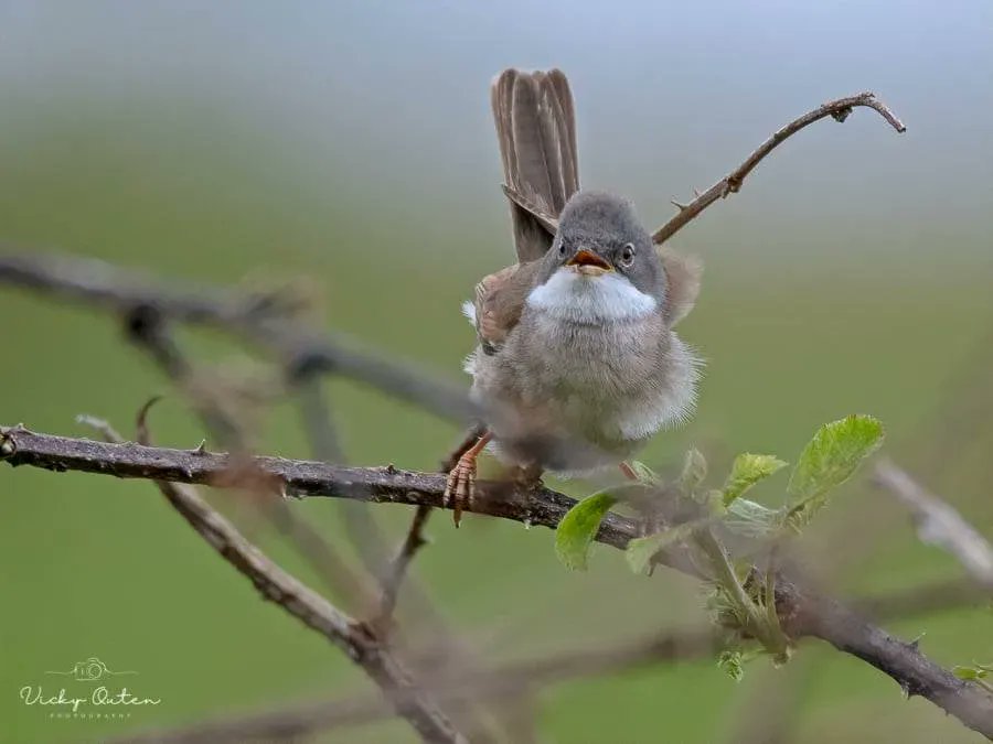 Vicky Outen Photo DPAGB tweet media