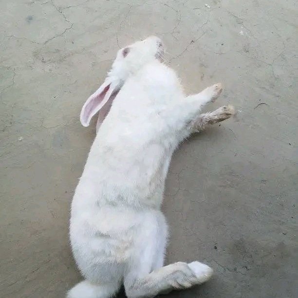 Today my rabbit passed away 😭😂