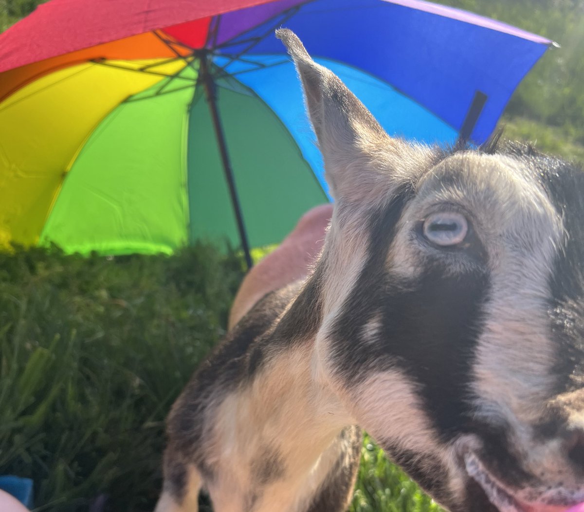 Valentine wants you to know that you passed the vibe check, but we're also bribing him ☀️