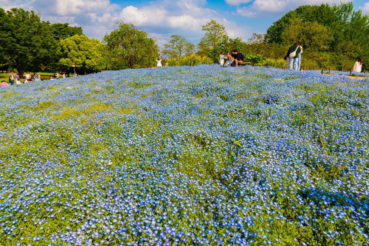 le3d_cg's tweet photo. #昭和記念公園 #ネモフィラ 

2023/05/01 https://t.co/NwMF7NoSye