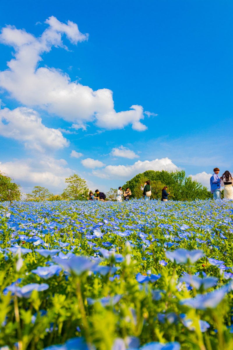 le3d_cg's tweet photo. #昭和記念公園 #ネモフィラ 

2023/05/01 https://t.co/NwMF7NoSye