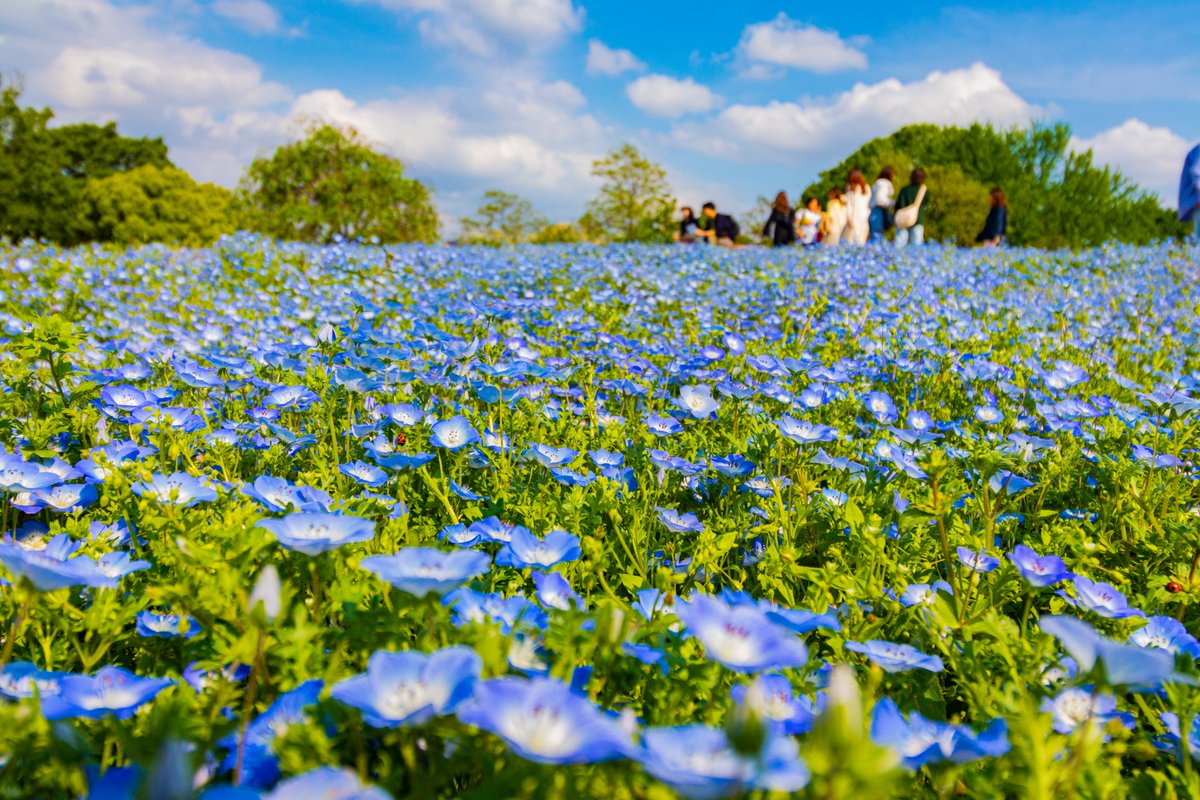 le3d_cg's tweet photo. #昭和記念公園 #ネモフィラ 

2023/05/01 https://t.co/NwMF7NoSye