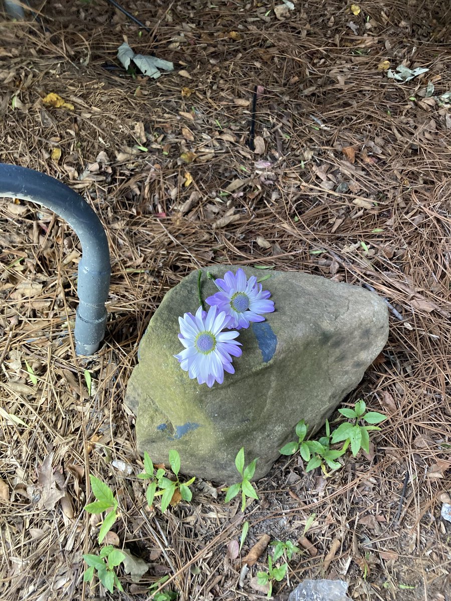 Staroxvia's tweet image. i went to piedmont park today for eden's private funeral, it was nice to go somewhere i knew she was happy so recently and be around people she had touched
in time this pain may fade, but my memory of her never will, she meant the world to me and i'll always carry her with me
π