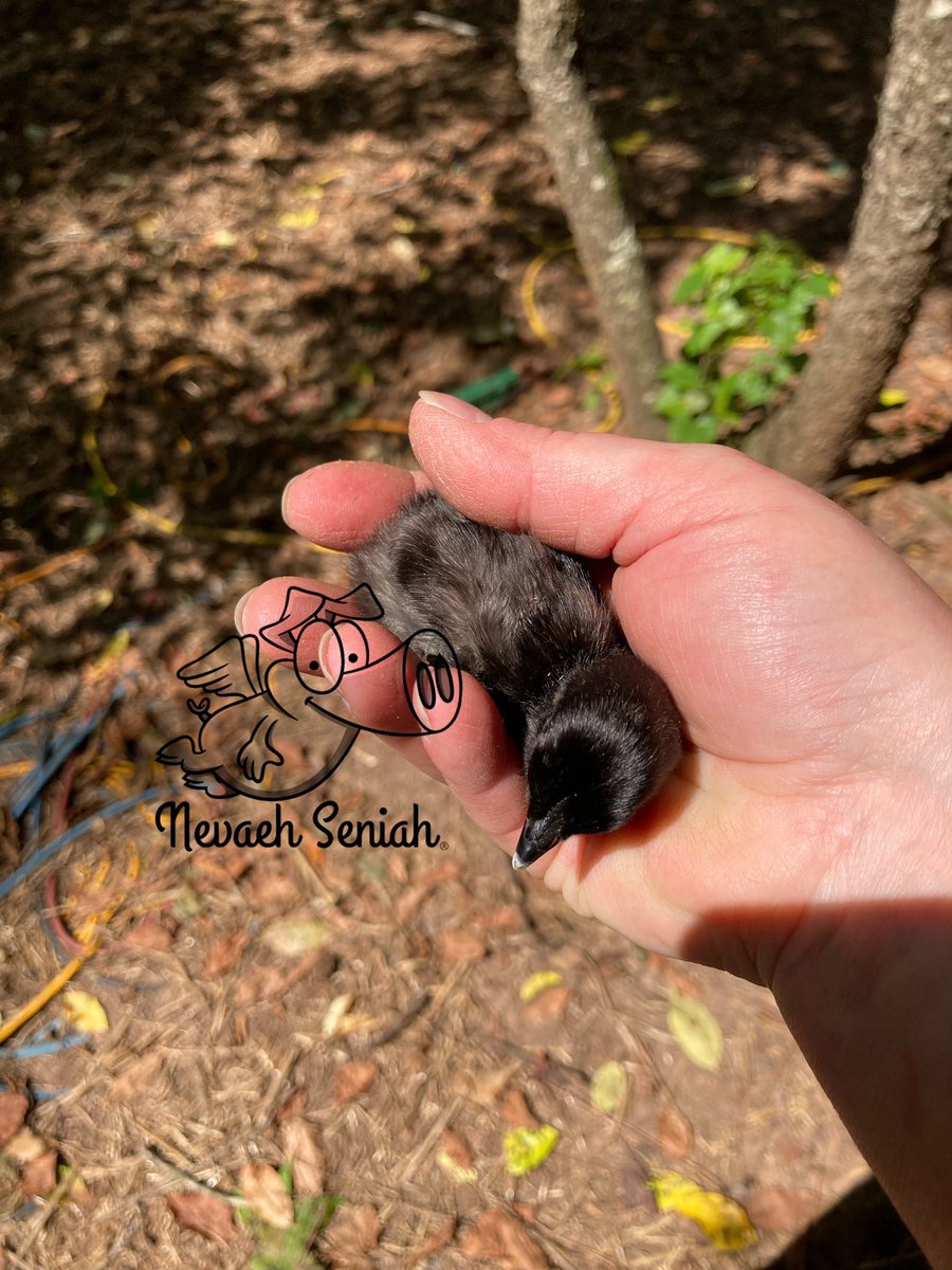 NevaehSeniah's tweet photo. 10 broody #hens with #chicks hatching everywhere. I need some eggs to eat girls, it’s time to get moving. #OrganicallyGrown #Georgia #QuirkyFarmGirl #NPIPcertifiedFarm #Beekeeping #FlyingPigFarm #JediKnights #StormTroopers theme on the #StarWarsFarm #WelcomeToTheDarkside https://t.co/PgPS6voO1o