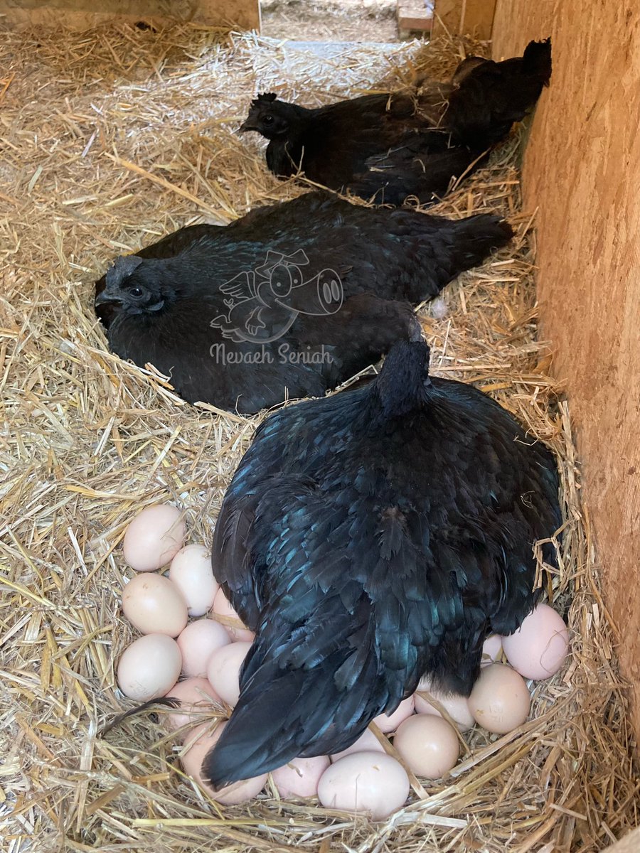 NevaehSeniah's tweet photo. 10 broody #hens with #chicks hatching everywhere. I need some eggs to eat girls, it’s time to get moving. #OrganicallyGrown #Georgia #QuirkyFarmGirl #NPIPcertifiedFarm #Beekeeping #FlyingPigFarm #JediKnights #StormTroopers theme on the #StarWarsFarm #WelcomeToTheDarkside https://t.co/PgPS6voO1o