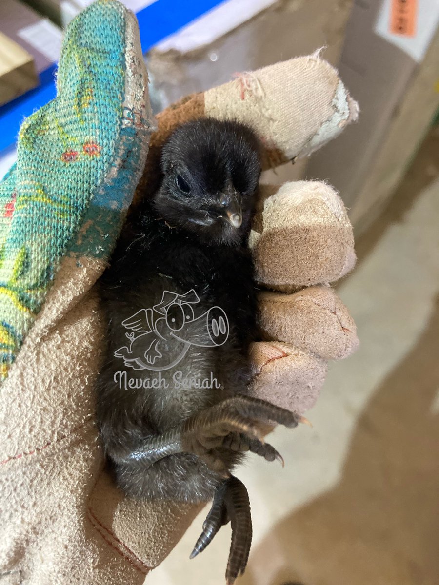NevaehSeniah's tweet photo. 10 broody #hens with #chicks hatching everywhere. I need some eggs to eat girls, it’s time to get moving. #OrganicallyGrown #Georgia #QuirkyFarmGirl #NPIPcertifiedFarm #Beekeeping #FlyingPigFarm #JediKnights #StormTroopers theme on the #StarWarsFarm #WelcomeToTheDarkside https://t.co/PgPS6voO1o