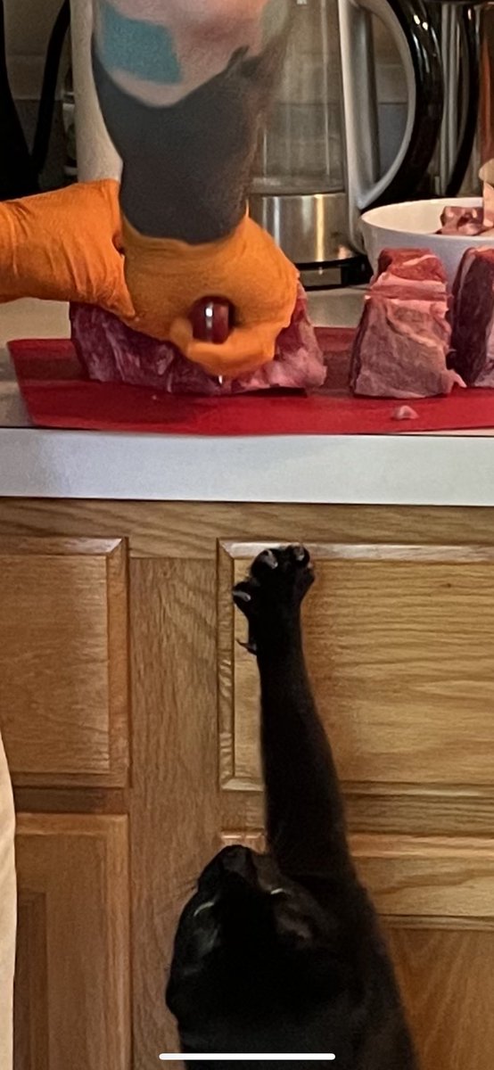 NiciLucas's tweet photo. Chama was hungry. 🐈‍⬛  #cat #cats #catsoftwitter #blackcat #blackcats #hungrycat #tuxedocat #chama #cooking ⁦@itsgloomanddoom⁩ #claws #jaws #meow #catfood #kitty https://t.co/I4s4iCvxRu