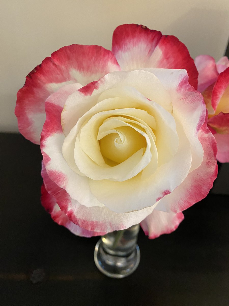 The first blooms of the season are always the most glorious. #doubledelight #roses #capitola