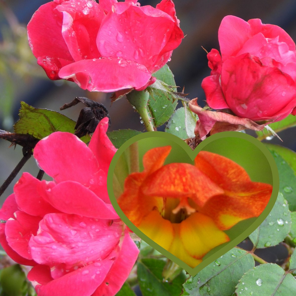 #HappyMothersDay to all Moms, #naturelovers and #photographers.  Flowers from me to all. Have a super day. Nikon Coolpix p1000 📷. #HappyMothersDay #Moms #momlife #momsday #naturelovers #photographers