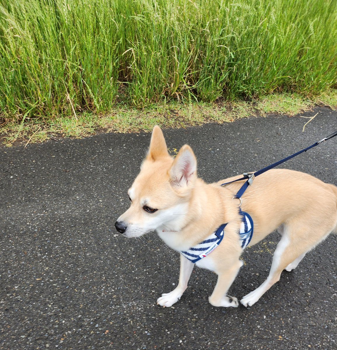 kobachibi007's tweet photo. こういう涼しい顔、最高に可愛い。
#あさんぽ 🐾 https://t.co/LFvcMpNCP3