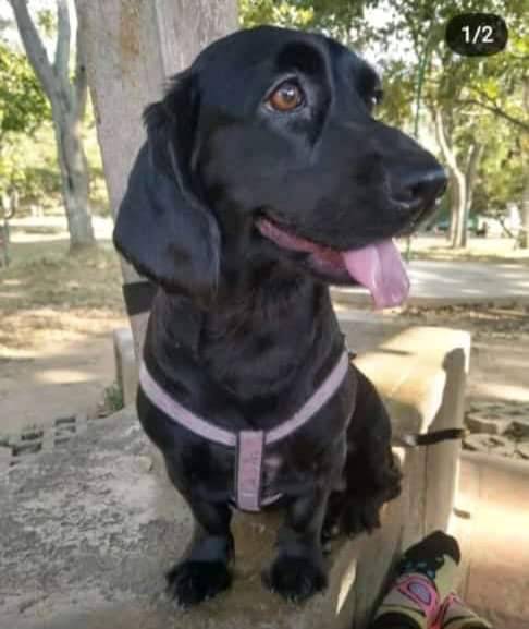 PerroUsuario's tweet photo. Romina se perdió hoy por los Magallanes de Catia 04141304793. Caracas. Si la ves por favor dale resguardo y comunícate con su familia humana https://t.co/EPvItjCURc