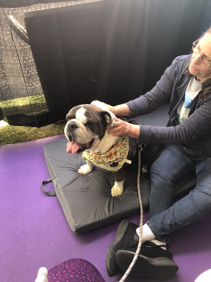 BogartBulldog's tweet photo. @OregonHumane Thank you for an amazing day at the #DoggieDash! https://t.co/27iYQRoLeR