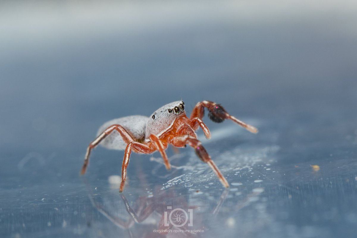 Dandroid's Aperture Science 💛🤍💜🖤🕷️🐜 tweet media