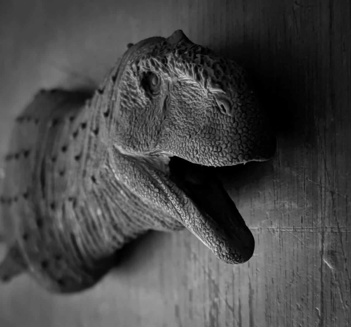 TiempoTitanes's tweet photo. Practicing with abelisaurs tomorrow the finished sculpture 💅🏻
#prehistoricplanet #rajasaurus #majungasaurus #Carnotaurus #abelisaur #rugops #aucasaurus #skorpiovenator #dinosaur #dinosaurs #handmadedinosaurs #walkingwithdinosaurs #jurassicpark #jurassicworld #Tyrannosaurusrex https://t.co/sXY3TSZhAe