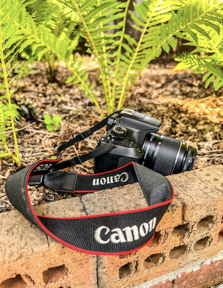 aagordonphotos's tweet image. #promshoot #amazingaagphotography #photography #tanglewood #arboretum #spring #springtime