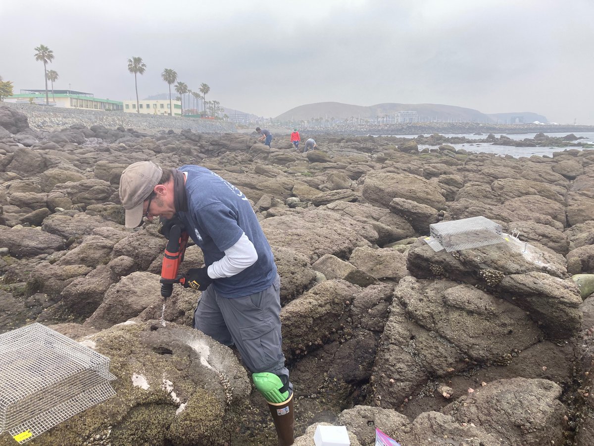 Cascade Sorte (@cascadejbs) on Twitter photo Thanks to @BrackenLab for joining #RangeShiftNSF fieldwork in Baja - especially appreciated having a second driver for today’s 6 h return trip. Ryan, Courtney, Kyle, Dani & <a href="/LaraNavarrete2/">Julia Lara</a> are headed south to finish surveys in San Quintin. Thanks to @BrackenLab for joining #RangeShiftNSF fieldwork in Baja - especially appreciated having a second driver for today’s 6 h return trip. Ryan, Courtney, Kyle, Dani & <a href="/LaraNavarrete2/">Julia Lara</a> are headed south to finish surveys in San Quintin.