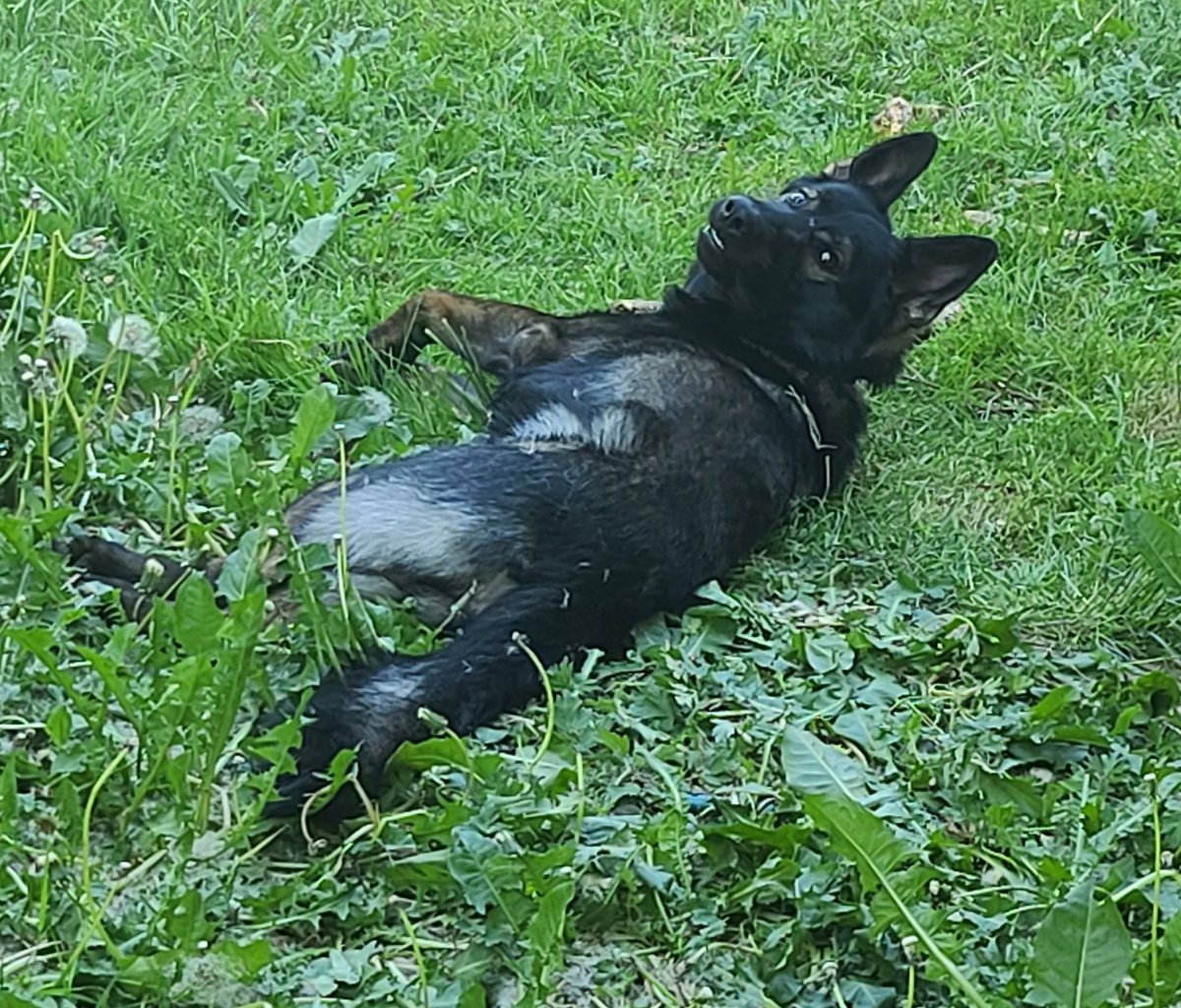 HowlTheShep's tweet photo. When you're caught being silly! https://t.co/Mv8iFvo6r5