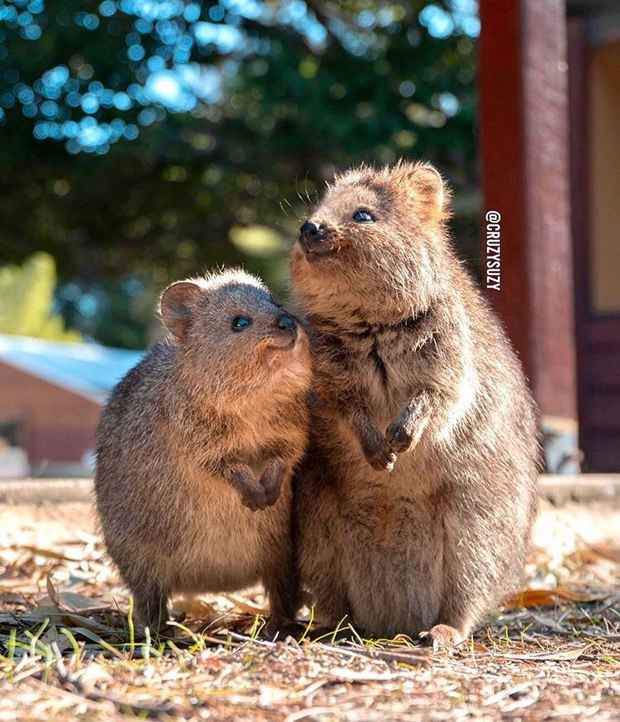 quokkahub's tweet image. Happy Mother&apos;s Day! from down under