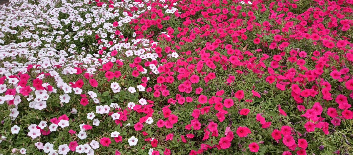 Gil Translations (@giltranslations) on Twitter photo ¡Feliz Día de la Madre! Desde <a href="/GilTranslations/">Gil Translations</a> queremos honrar y celebrar a todas las madres por su amor, su dedicación y su incansable trabajo. Gracias por todo lo que hacen para hacer del mundo un lugar mejor. ¡Que tengan un día lleno de amor y felicidad! #DíaDeLaMadre #Madres ¡Feliz Día de la Madre! Desde <a href="/GilTranslations/">Gil Translations</a> queremos honrar y celebrar a todas las madres por su amor, su dedicación y su incansable trabajo. Gracias por todo lo que hacen para hacer del mundo un lugar mejor. ¡Que tengan un día lleno de amor y felicidad! #DíaDeLaMadre #Madres