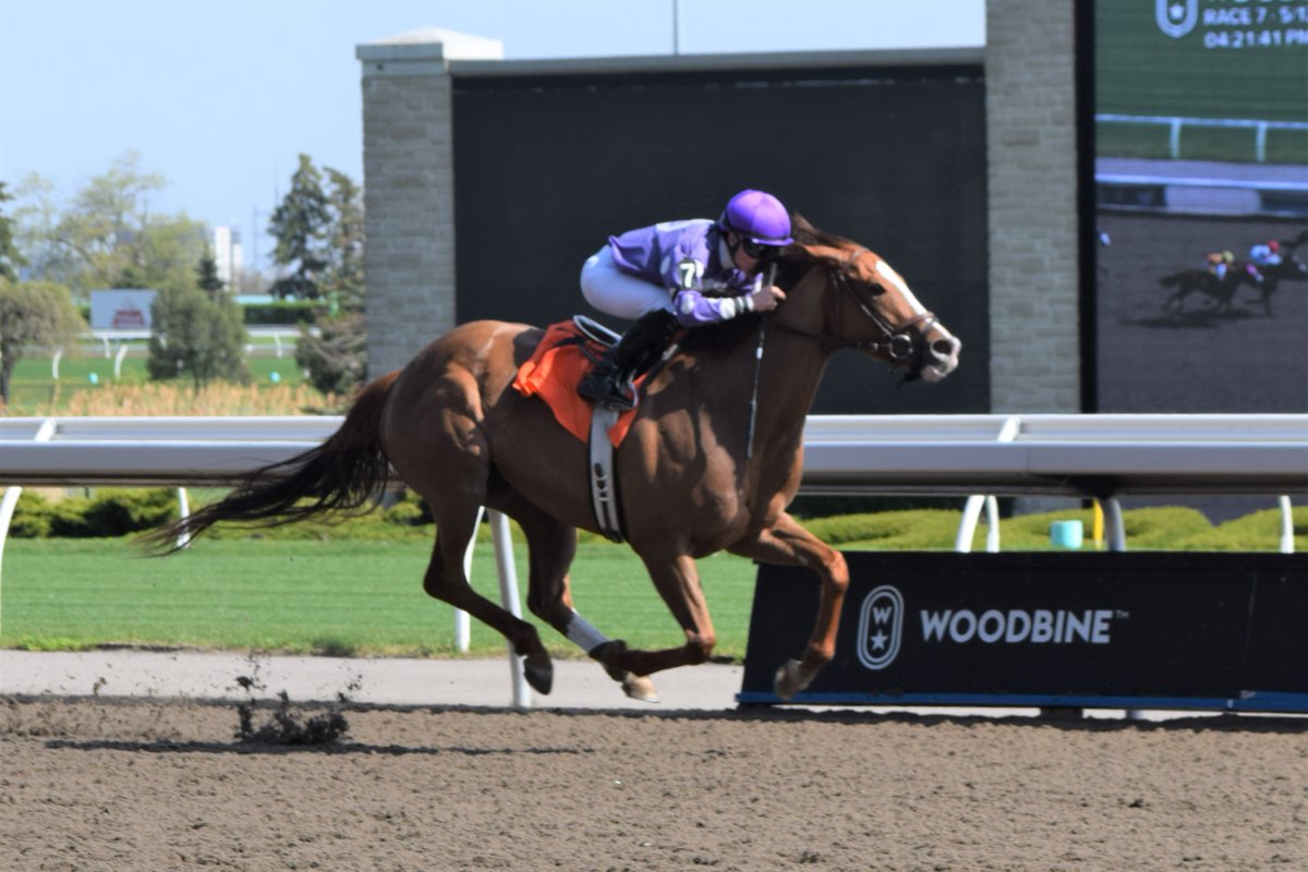 mrwillw's tweet photo. An #emmazing double by @EJWilson81 at @WoodbineTB with Livin on Luv and personal fave Ol' Blondie, both for Team Buttigieg. https://t.co/9fcER4MrEn