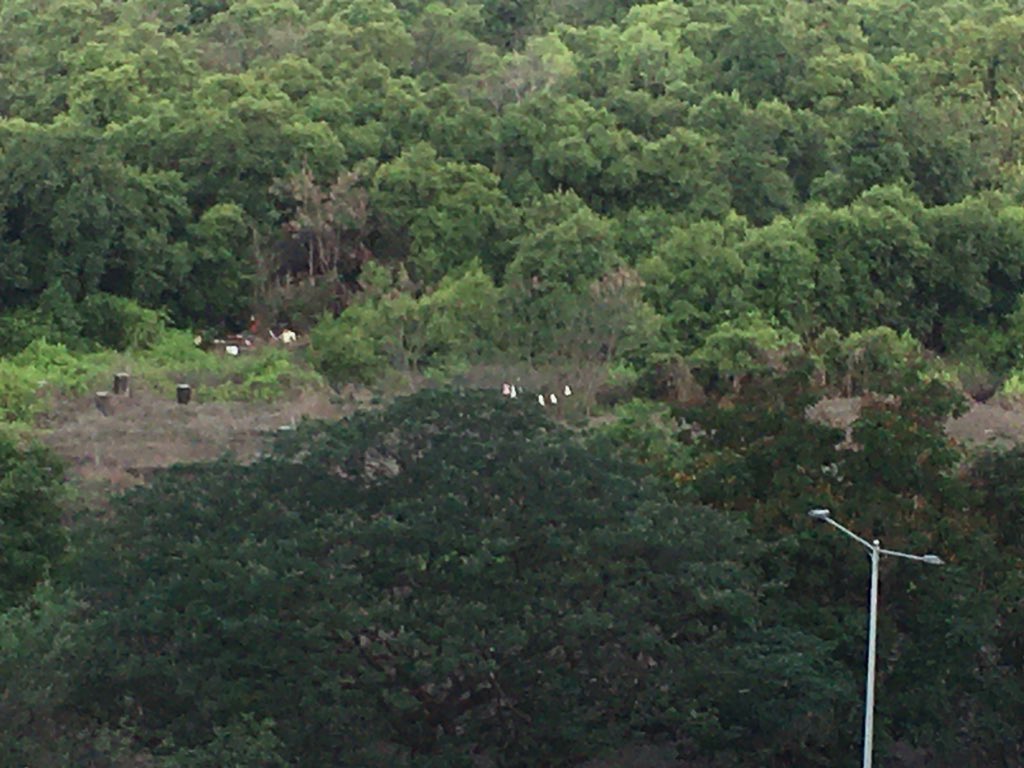 Jitendra tweet media