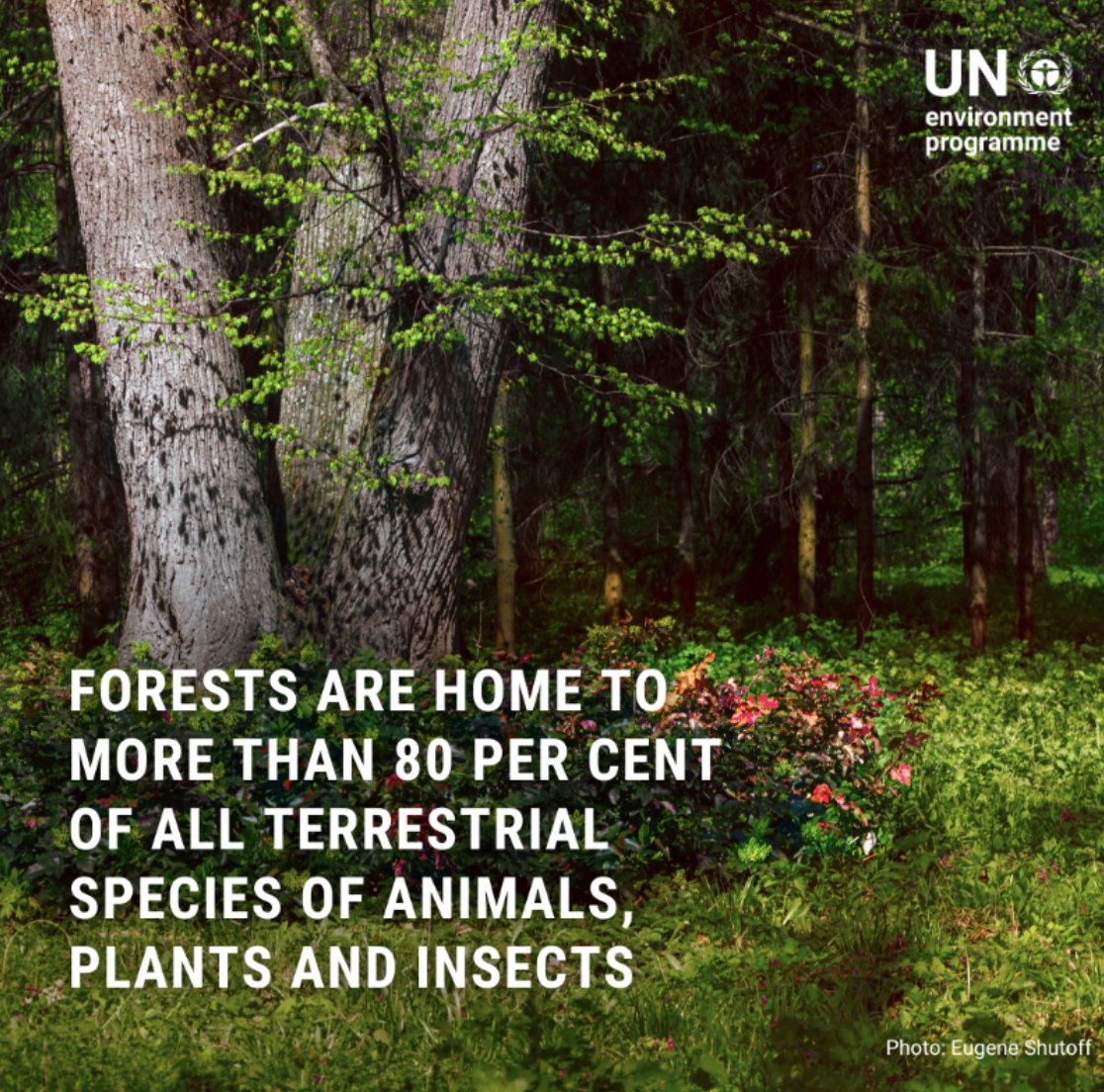 Healthy ecosystems are a source of food, water, medicine, shelter + more.Yet, human activities have profoundly altered most terrestrial habitats. Urgent action is needed to halt & reverse #biodiversityloss Via @UNEP #BuildBackBiodiversity #BiodiversityDay un.org/sustainabledev…