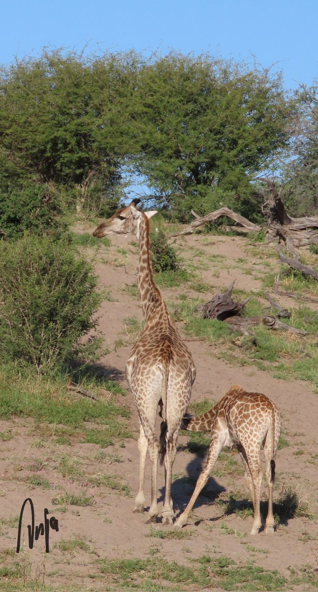 Happy mother's day
#MothersDay #giraffe #giraffelove
#Wildlifephotography #animalplanet
#saffari #NatureBeauty