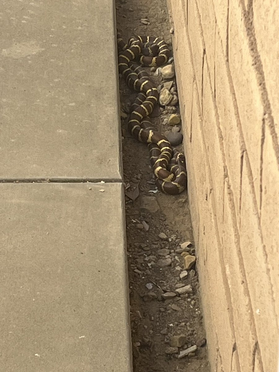 cantfixstupids's tweet image. Got to play catch and release with a couple of California King snakes. #kingsnake #catchnrelease #dontbitemebro