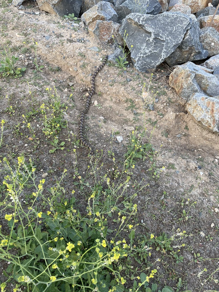 cantfixstupids's tweet image. Got to play catch and release with a couple of California King snakes. #kingsnake #catchnrelease #dontbitemebro
