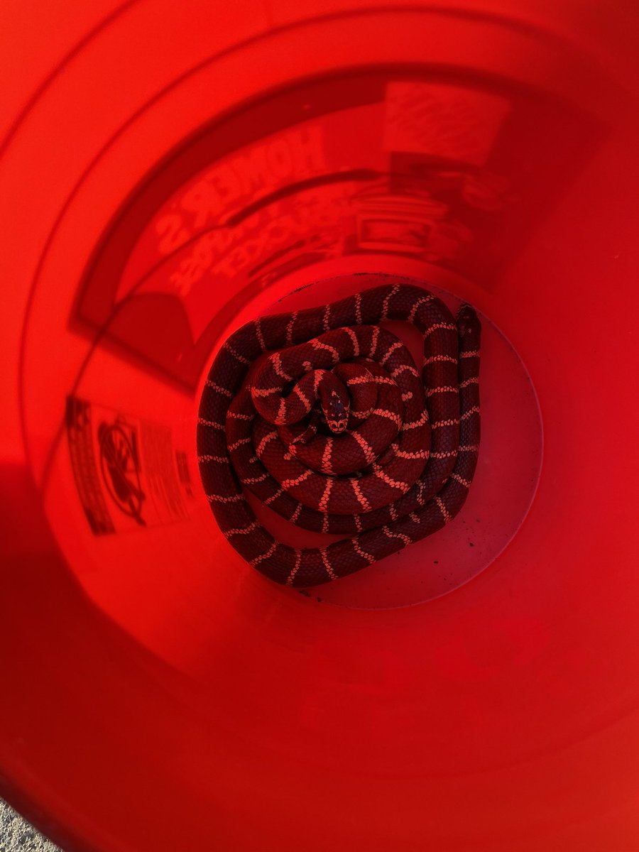 cantfixstupids's tweet image. Got to play catch and release with a couple of California King snakes. #kingsnake #catchnrelease #dontbitemebro