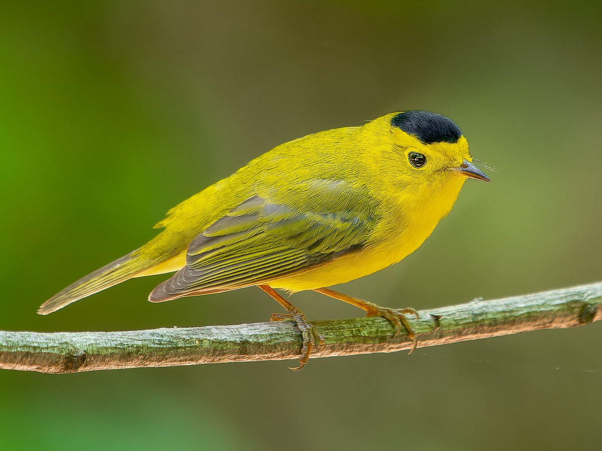 Happy #GlobalBigDay2023! The Wilson’s warbler is one of my favorite migrating birds and it was a pleasure to see this one hopping around in one of the best places to bird globally! (Central Park, New York)

#birds #birdwatching #wildlife #nature #birdcpp