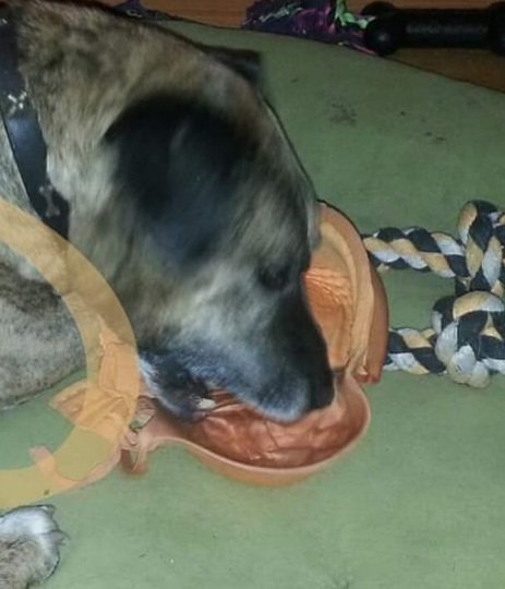 soul_clover3's tweet photo. Buddy stole my bra, years ago.
#HappenedWhileUndressing https://t.co/jFgzRxAOvo