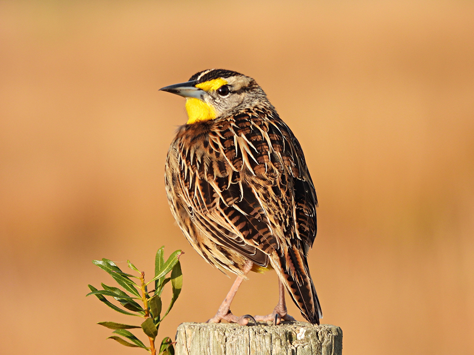zoos_aquariums's tweet image. Today is #WorldMigratoryBirdDay!

AZA SAFE North American Songbird is working to reduce the threats to North American songbirds. #DidYouKnow that outdoor cats are a major threat? Consider keeping your cat indoors or building a #Catio (a patio for cats 😸). bit.ly/3htIL6Q