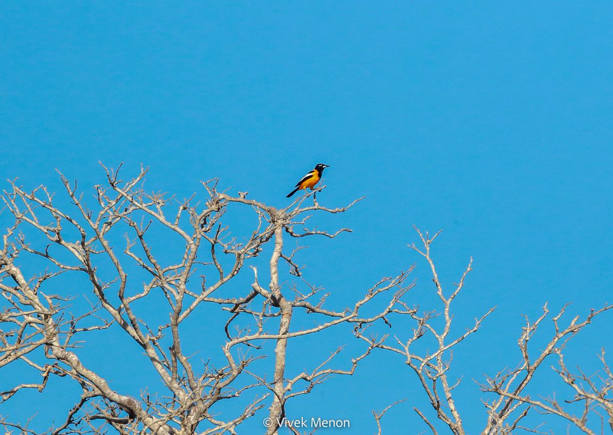 The Venezuelan Troupial is the #NationalBird of #Venezuela   You can see why. A bright orange &amp; black New World blackbird with a blue eye mask, bill &amp; wings to match, it stands out in the dry thorn and savanna it inhabits. Starting my Venezuela series! #BirdsSeenIn2023 #IndiAves