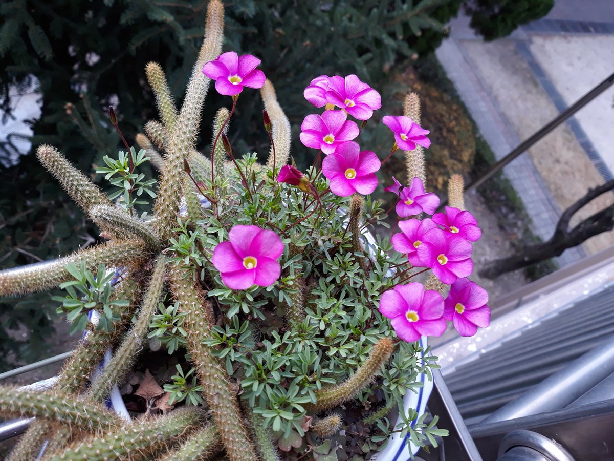 선인장 함께 공생하는
예쁜 꽃.