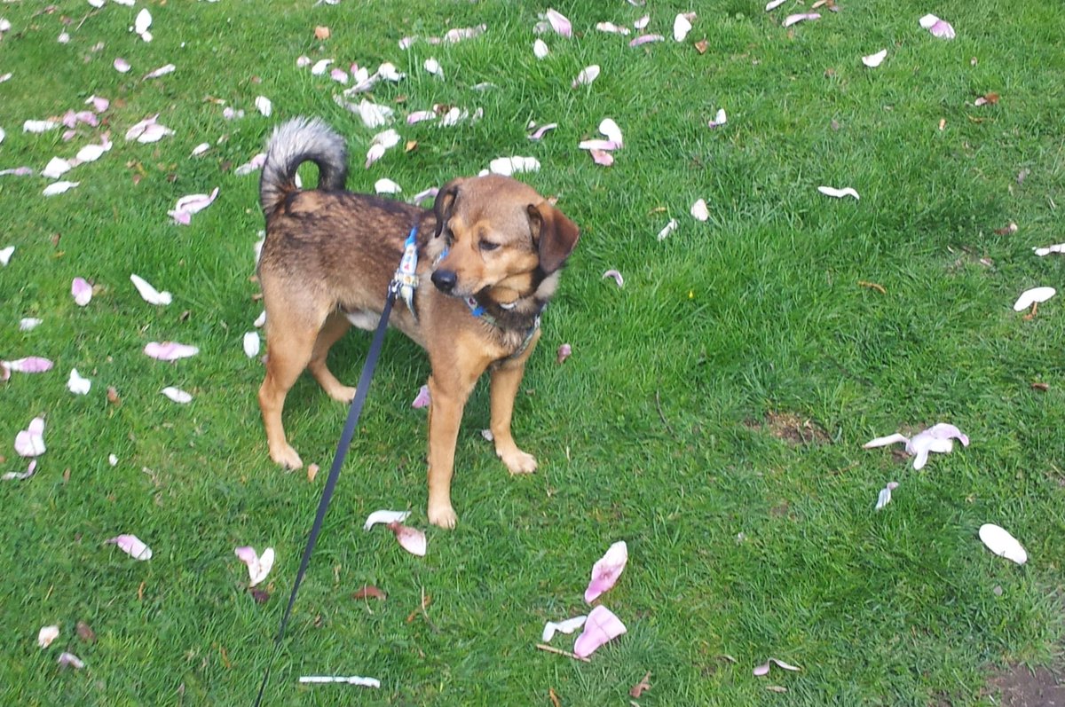 racic_visnja's tweet photo. Everybody should have a dog. Forever friend https://t.co/TXkVzrpckq