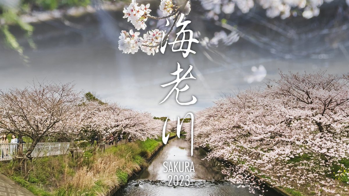 sensorD2019's tweet photo. 【海老川 SAKURA 2023】
船橋市観光協会様の依頼により2023年春の海老川の桜を撮影いたしました。制作要望の一番は「車椅子の方の目線」からの桜風景という点です。機材や撮影方法において自分にとってチャレンジが多い撮影・編集となり勉強になったと思います。

https://t.co/CoLFziUmbl

#海老川 https://t.co/wWcYdEfcvE