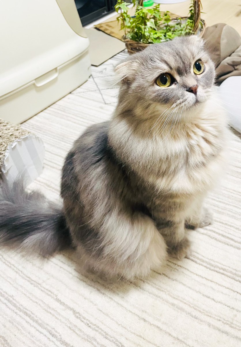 TSUKUNE_KAWAII's tweet photo. 季節でもふもふレベルが変わります🥺
←冬毛　　　　　　→夏毛 https://t.co/YkQz7cL4mi