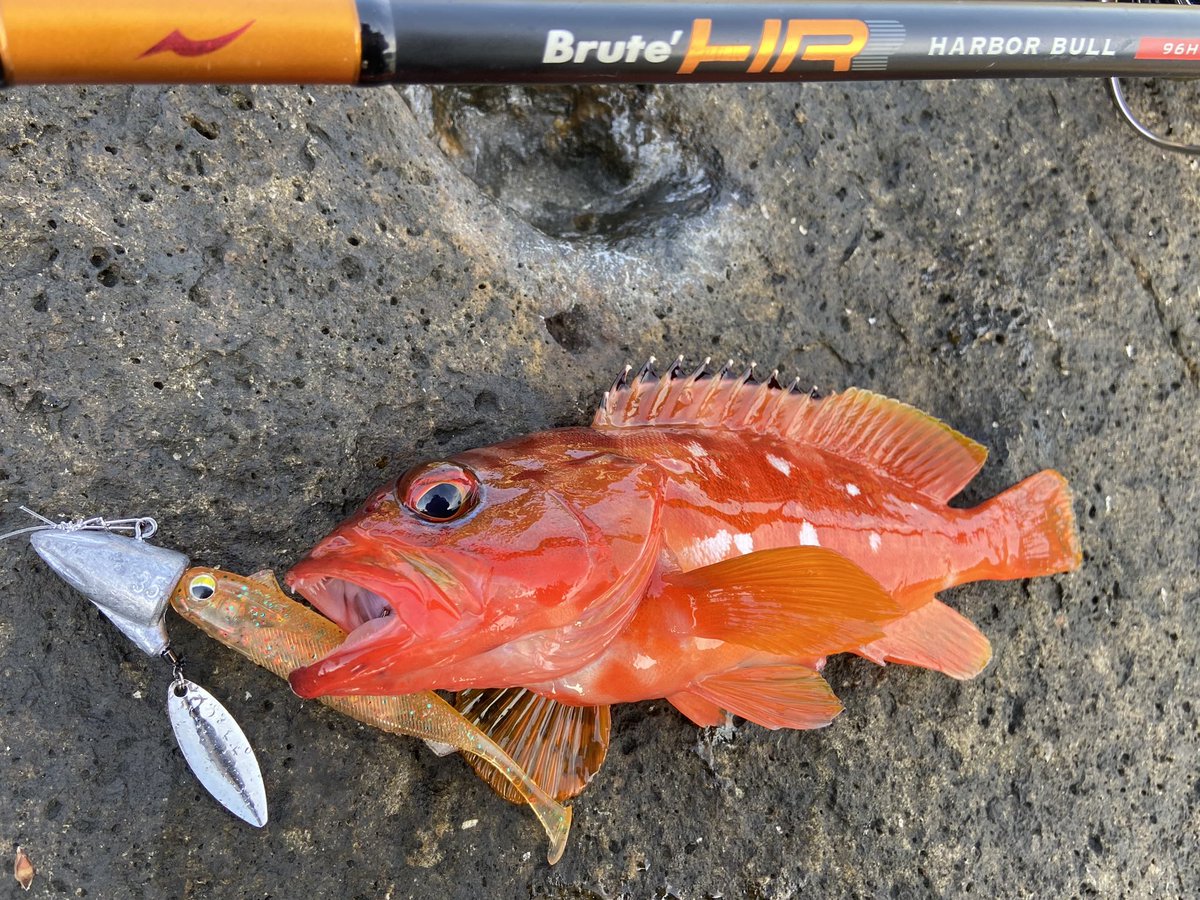 wocadaaa's tweet photo. 当て潮面🌀
ウネリの入る外海向きは魚からの反応が薄い😭
■#Apia #BruteHR #Harborbull96H
■#Daiwa #Certate3012H
■#Livre #LightArm65
■#xbraid #upgradePE_X4 1.2号 #FCabsorber 25lb
■#BKK スナップ
■#Magbite #VassalloHead 35g #SnatchBiteShad3in
#釣り #ルアー #ロックフィッシュ https://t.co/nXhwKrLBG5