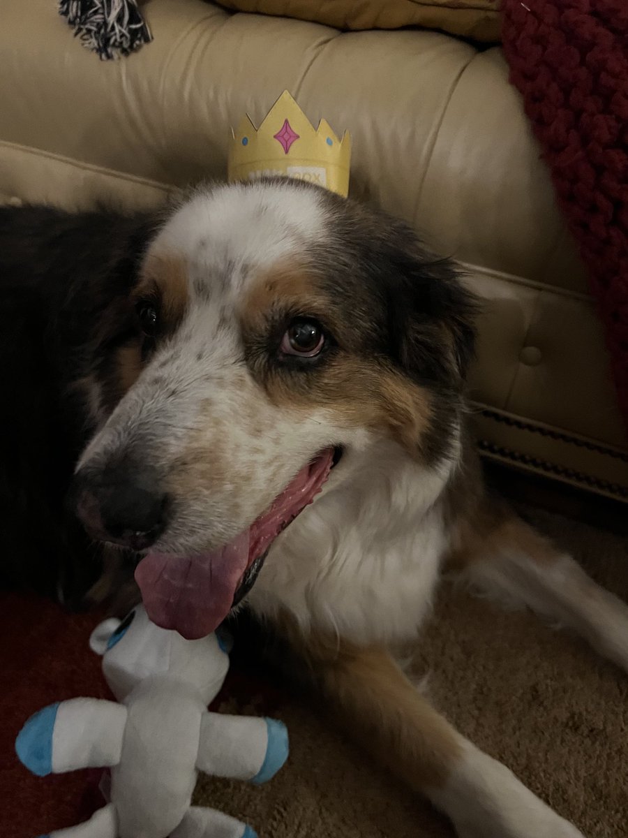 dnothaft's tweet photo. My prince🥰 #barkboxday https://t.co/Mfto4sX1on