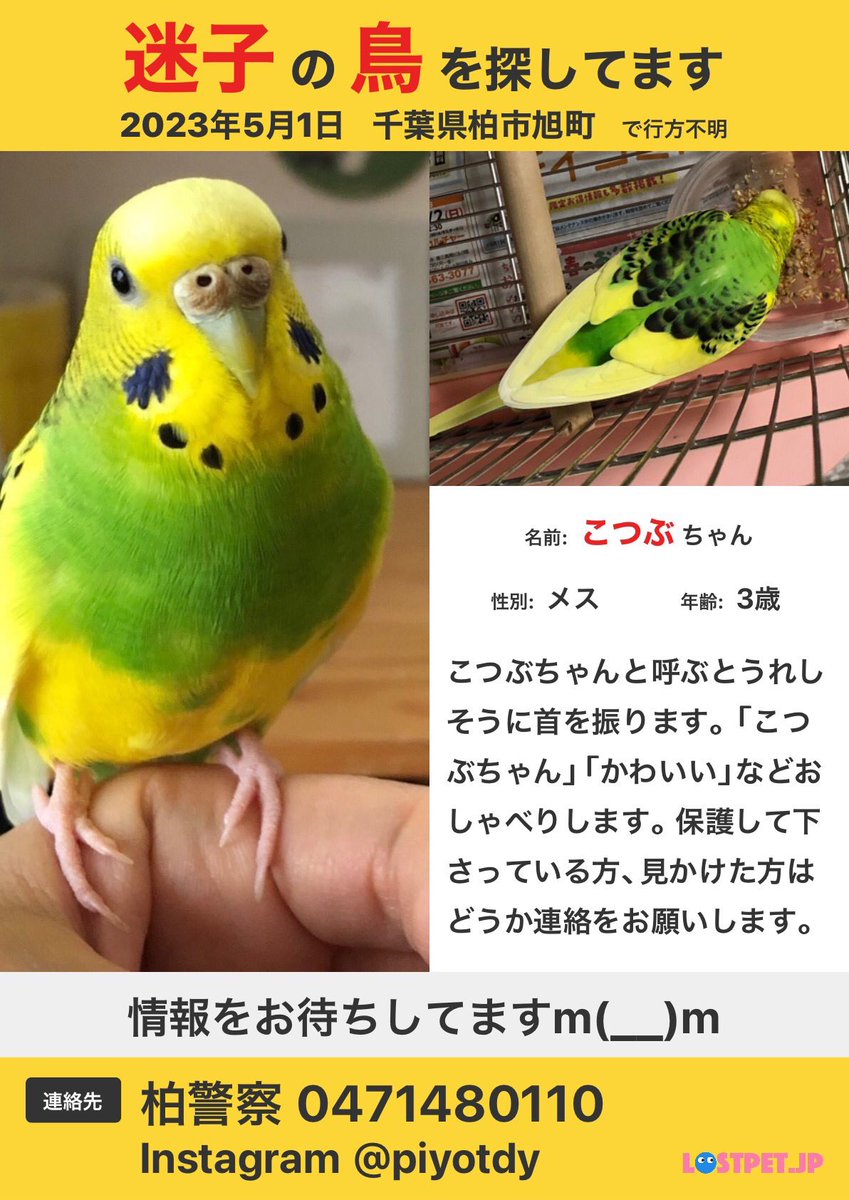 インコ好き (@LyJvf3CfxxIf0SV) / Posts / X