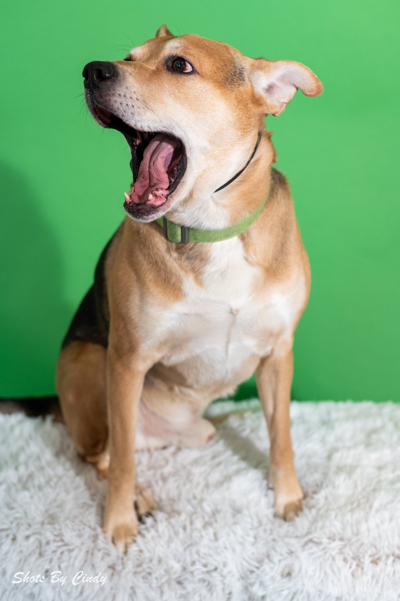 Sing your heart out! Pet Supplies Plus Grand Opening
3
#dog #petphotography #ohiophotographer