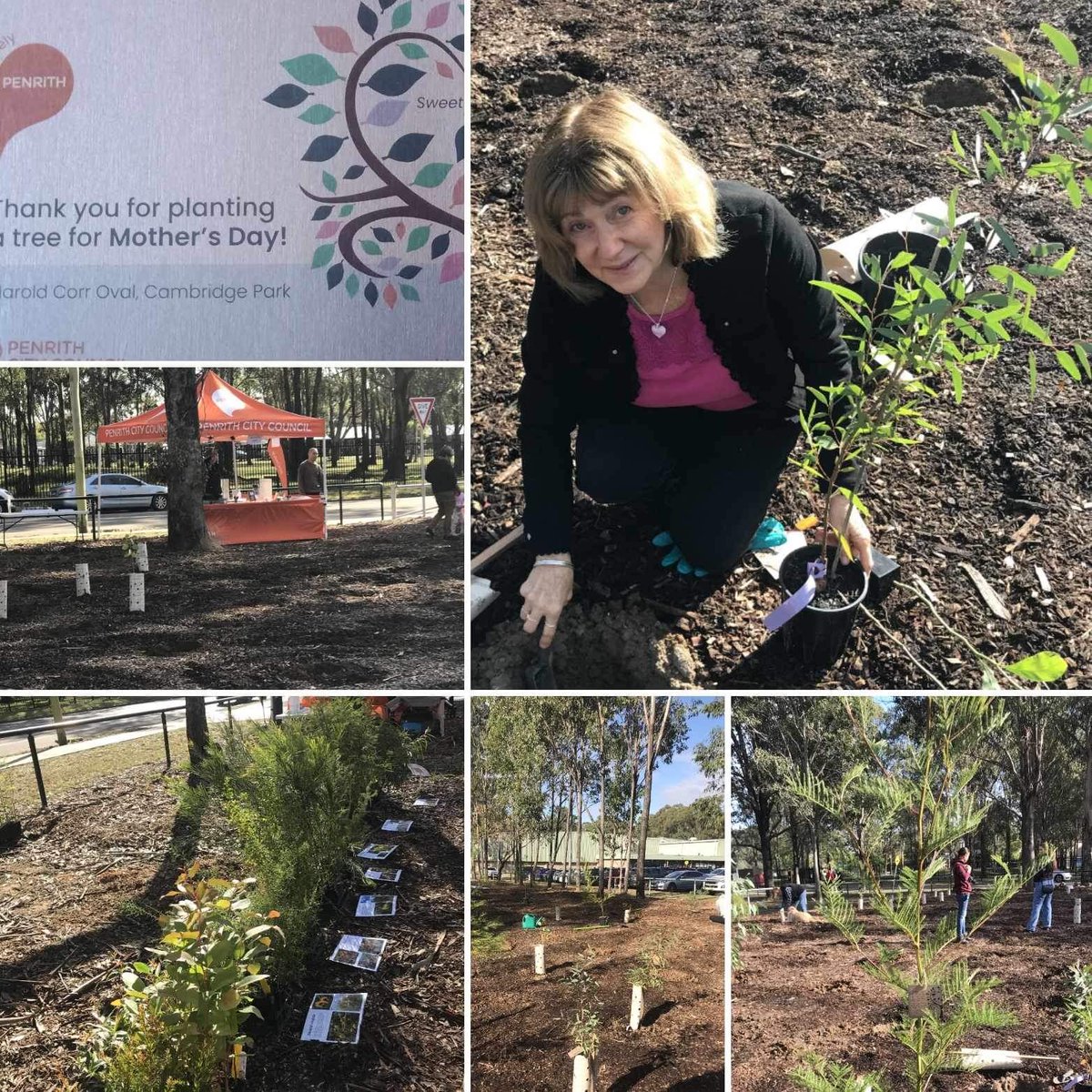 CookClr's tweet image. A beautiful morning at our 16th Trees for Mum today. Planting trees proudly grown in our nursery dedicated to the special mother’s in our lives. Also sadly a loving tribute this year to someone forever in our hearts.”To plant a tree is to believe in tomorrow.” 🙏🦋🌿
#MothersDay