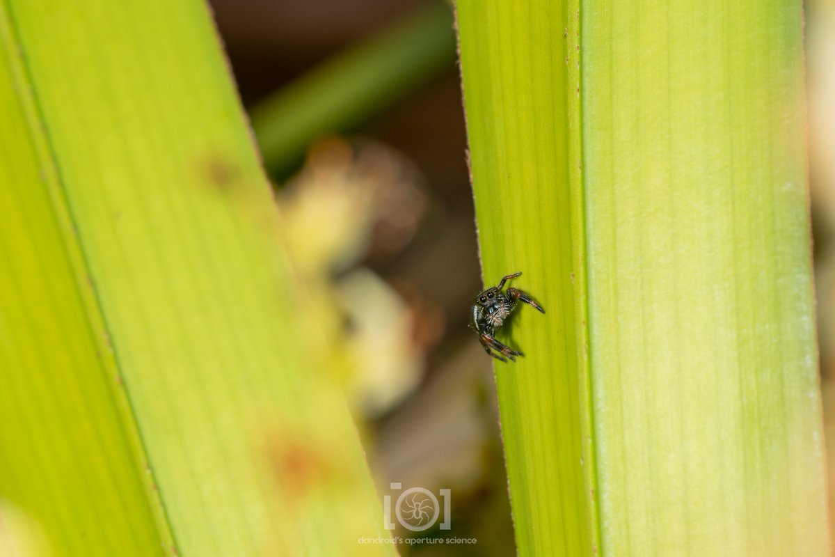 I was watching a tiny conura wasp flit around sampling palmetto flowers, and noticed I wasn't the only creature watching the wasp with interest. A completely different interest. Shots taken from the same perspective, different focus 😄

5/13/23. N. Florida