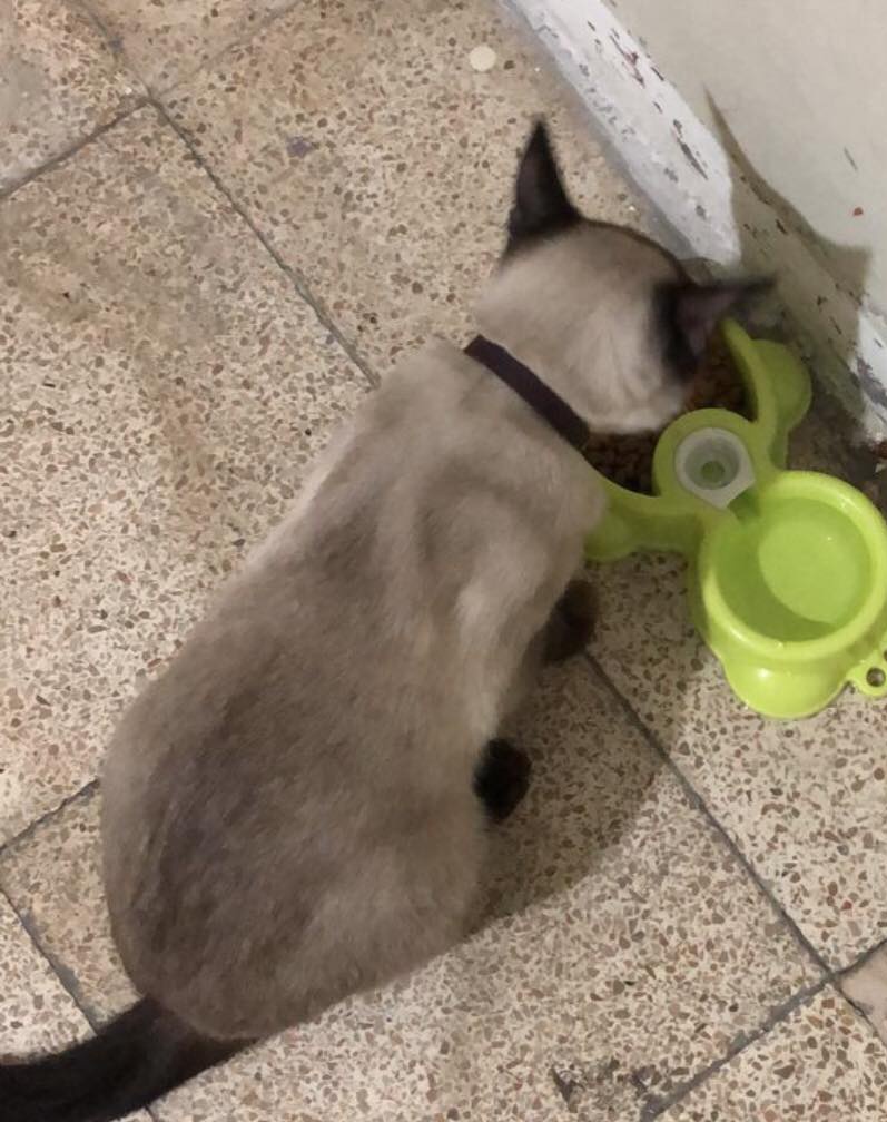 AlertaMePerdi's tweet photo. #PERDIDO #GUAYAQUIL 
Nombre: #ALBERTH
Fecha: 11/05/23
Sector: Sur, Gómez Rendón y la 27ava..
Sexo: Macho.
Raza: Siamés.
Obsv.: Cargaba u  collar de color café tipo cuero sin placa y está esterilizado.
Contacto: 0988307834
¡Ayúdalo a volver con su familia!
#AlertaMePerdí https://t.co/0ev55hdkwT