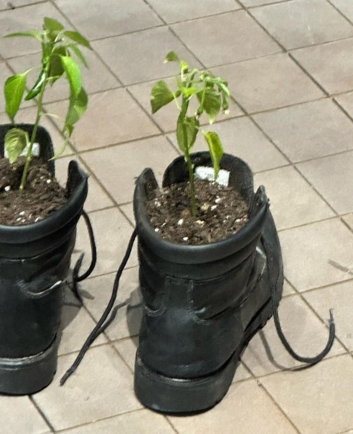 chua_rm's tweet photo. HAHAHAHAHA
I had an idea because of this. A beautiful flower vase ah . No no .😍
It's called v-flower shoes 👟 🌹😂
Taehyung made a lot of effort😌🐯

#BTS_taehyung #Taehyung_Igpost
#Bts_instagram @BTS_twt 
@bts_bighit https://t.co/DXU4X83sRs