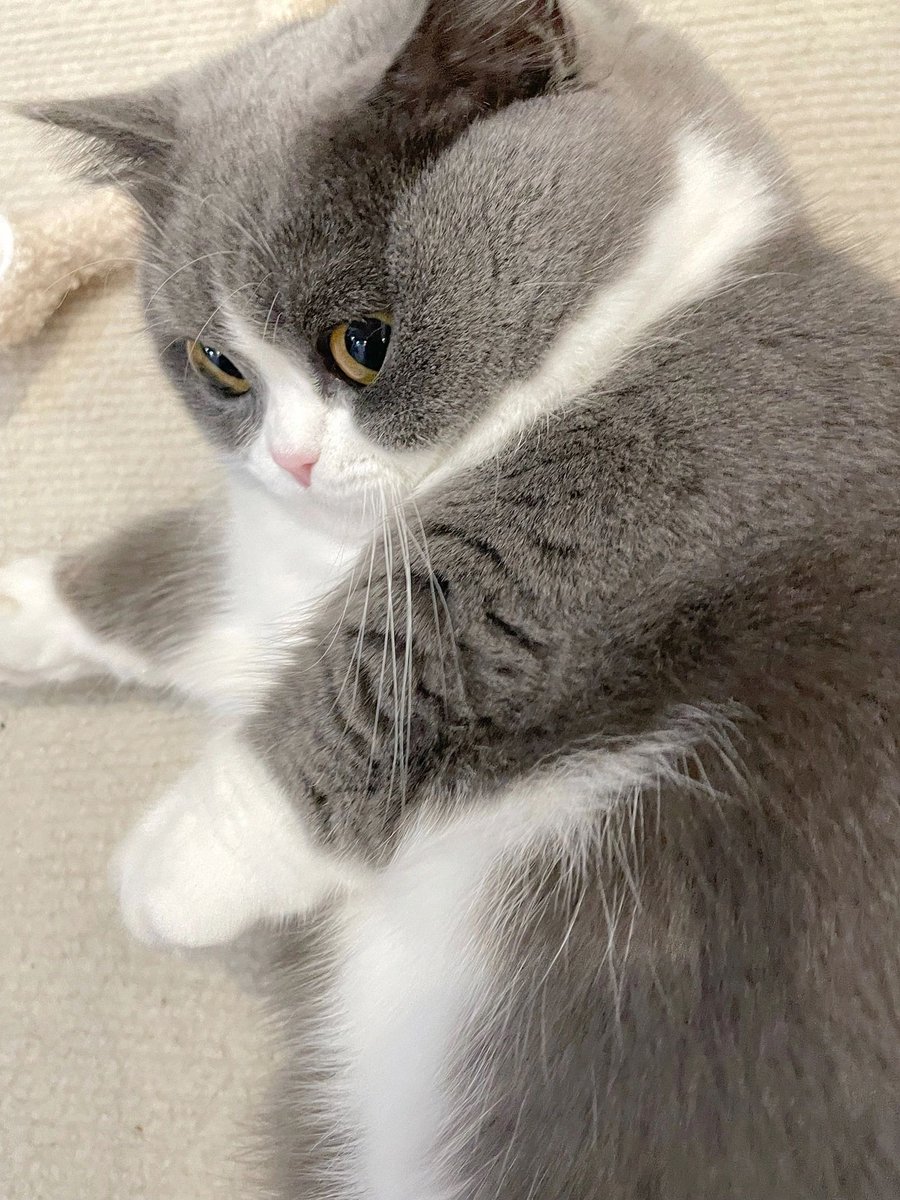 hangruoqi's tweet photo. 没有脖子 也没有手腕 还不让说 🌸🌸

#她有脖子和手腕吗[投票]

 #我的萌宠 #猪咪  #我家宠物的精彩表情  #蓝白矮脚 https://t.co/ccRaKcgdvJ